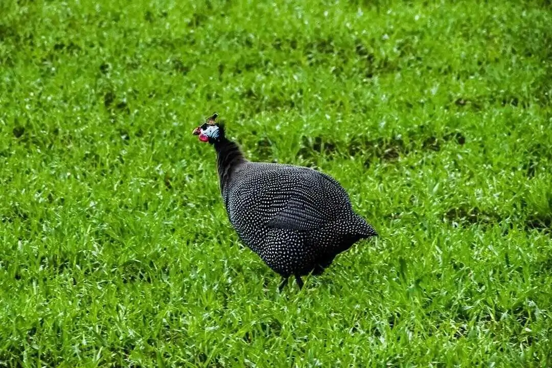 Helmeted Guineafowl